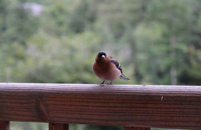 Visite des oiseaux