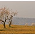 Sierra de Guara fleurie