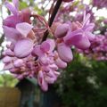 de rose , et du mauve dans mon jardin....