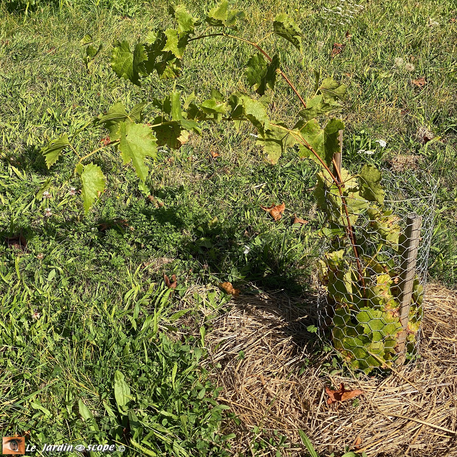 Vignes plantés depuis 6 mois