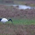 Ibis et grenouille