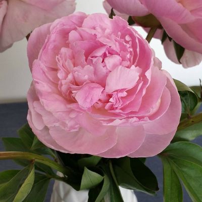 Encore une fin qui n'est pas heureuse...