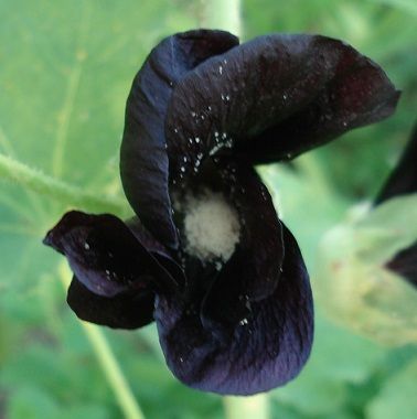 La rose trémière noire