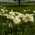 Marguerites