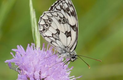 Jolies rencontres lors de ma promenade de ce week-end 1