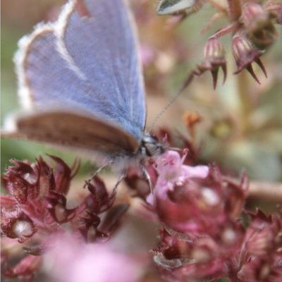 Papillon, Termignon, 03/08/2005, 16/17