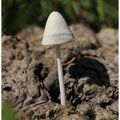 Coprin blanc de neige : Coprinopsis nivea