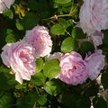 Les roses de mon jardin