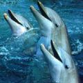 Message des dauphins