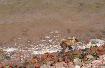 Véritable habitants du Nunavut