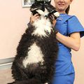 Socrates, un chat de 10 kilos, a 100 jours pour perdre du poids