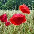 coquelicots 12