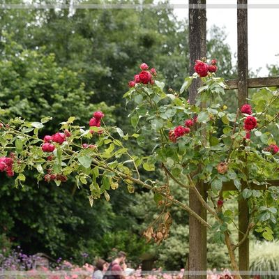 La Roseraie du Puy du Fou.