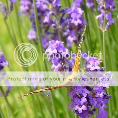 Ca papillone dans la lavande...