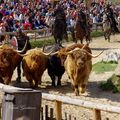 Les vaches des Vikings au PUY DU FOU 