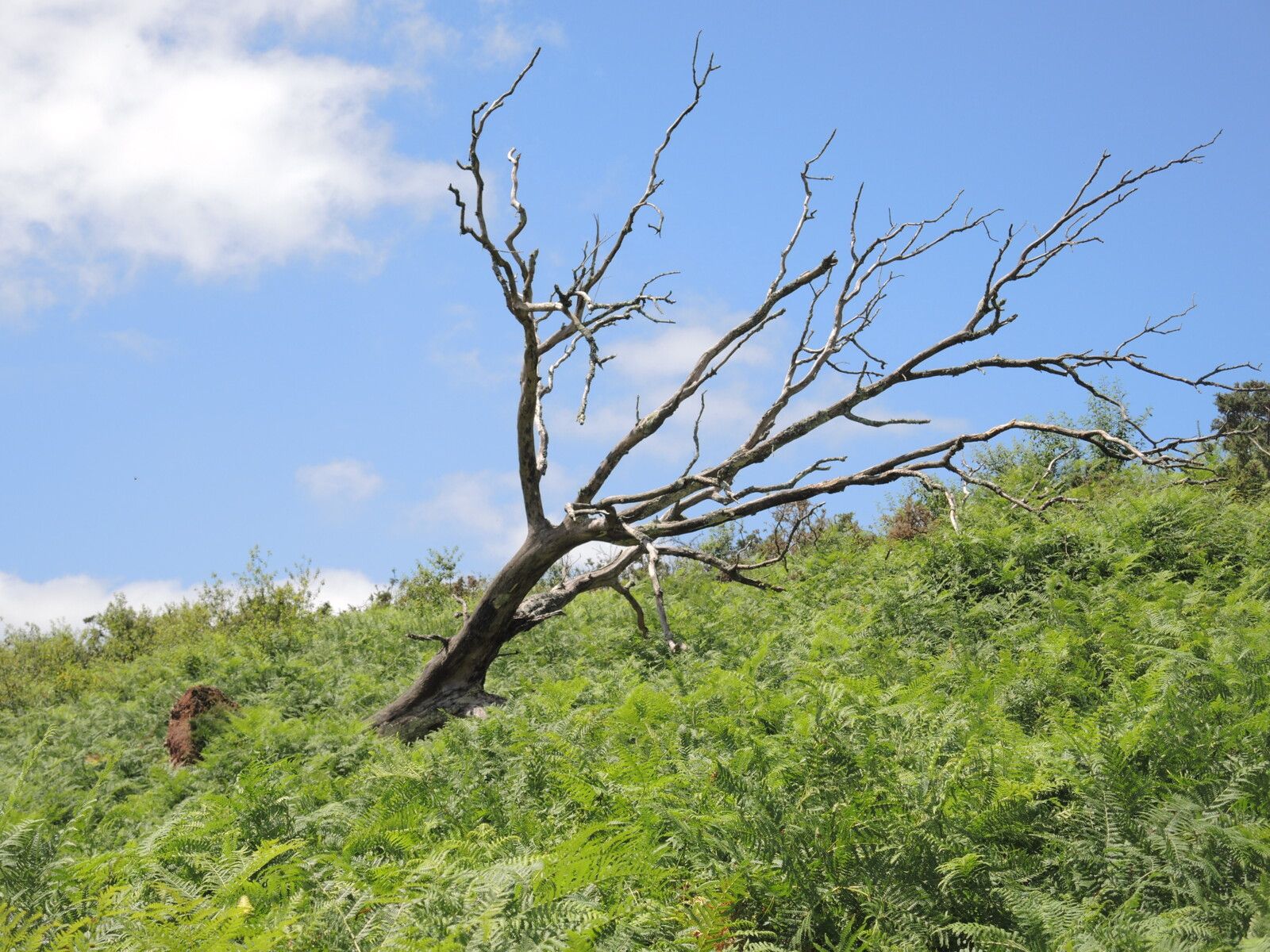 Urdax, Askar, le col, arbre (Espagne)