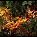 feuilles d'automne