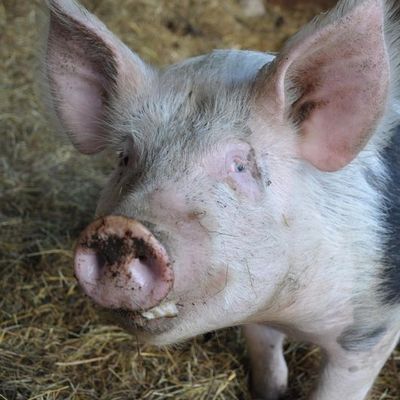 Volet 1 : La ferme des 1000 pattes à ECUTIGNY (