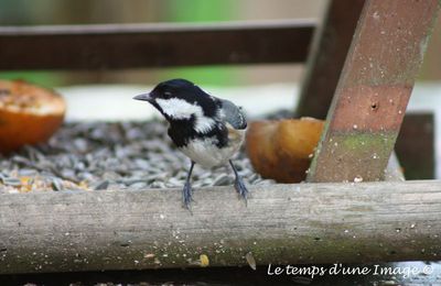 Mésange noire