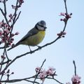 Les oiseaux préparent le printemps