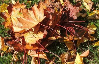 Pour ne pas être en retard à noël