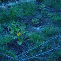 Des photos du jardin de l'an dernier...en recherche d'un projet collectif de jardin...participation à un jardin préexistant ou 