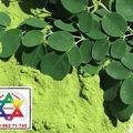 COMMANDEZ ICI DU MORINGA RAFINE POUR VOTRE SANTÉ