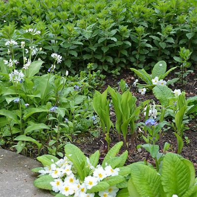 Un coin d'ombre au printemps