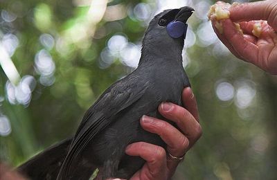 NOUVELLE-ZELANDE - Le Glaucope de Wilson (Kokako) fait son retour dans la forêt de Pirongia