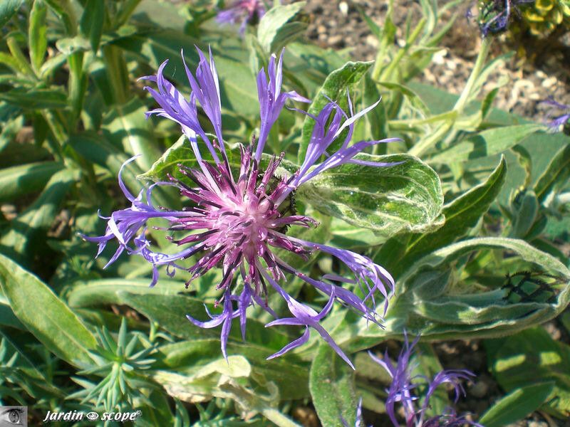Centaurea montana