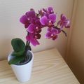 ******Mini orchidée******