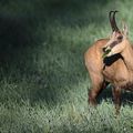 Chamois