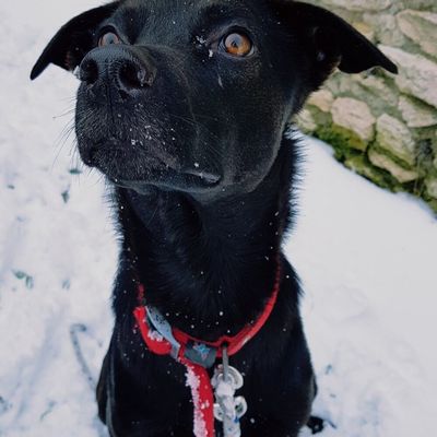 Famille d’accueil à jamais 