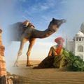 Voyage Triangle d'Or avec la faune du Rajasthan