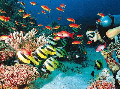 Baptême de plongée !