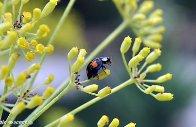 Le fenouil très apprécié en cuisine et des insectes