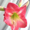 Jardin d' hiver, suite 1, l' Amaryllis