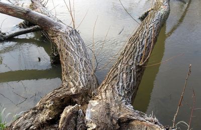 Gelée blanche à Rennes Moulin-du-Comte le samedi 20 janvier 2024