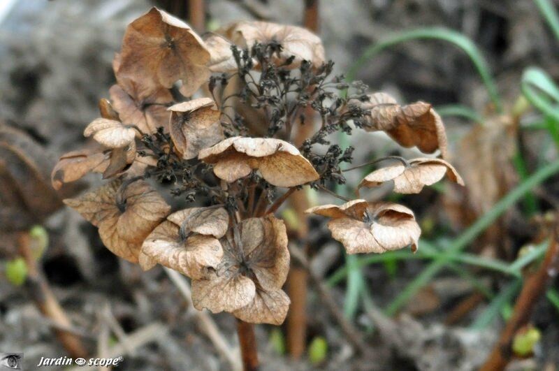 hortensia