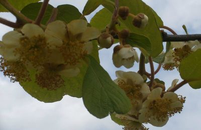 mai 2015,nos première fleurs de kiwi !