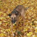 Kapy le chien dans les feuilles (17 octobre)