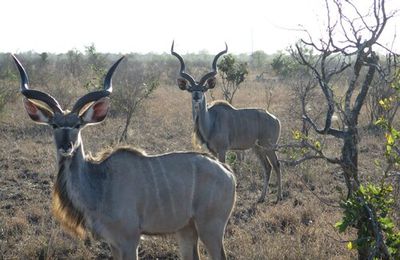 Octobre 2015 : Visite du Kruger Park - 2ème jour