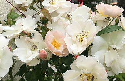 Voilà un rosier à fleurs simples, romantique très florifère