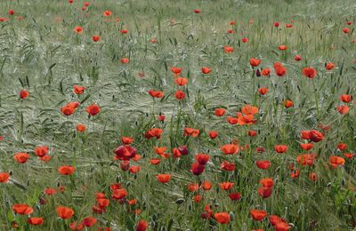 arrêt coquelicots