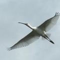 AVES - SPATULE Blanche - Platalea Leucorodia 