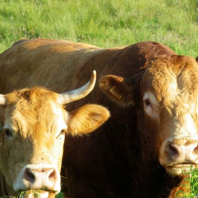 Couple limousin