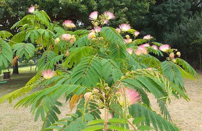 NOTRE ALBIZIA EST EN FLEURS...