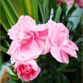 Mes fleurs du dimanche