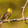 LE BRUANT JAUNE