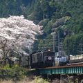 Les Sakura d'Ieyama
